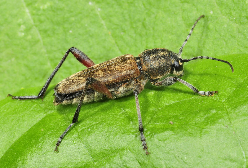 Rusticoclytus rusticus, Cerambycidae